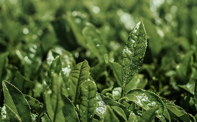 來自濟州島的悅詩風吟-美容綠茶